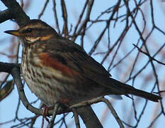 Redwing