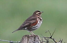 Redwing