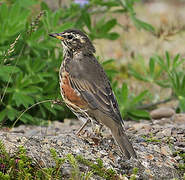 Redwing