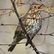 Song Thrush