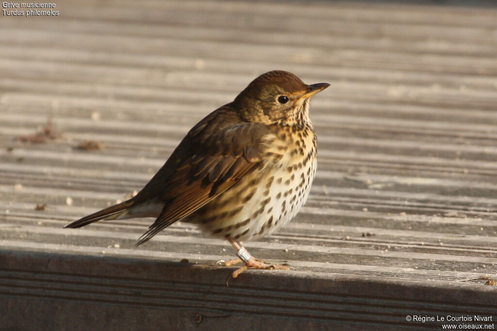 Song Thrush, identification