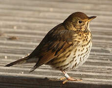 Song Thrush