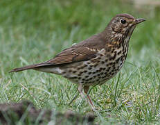 Song Thrush