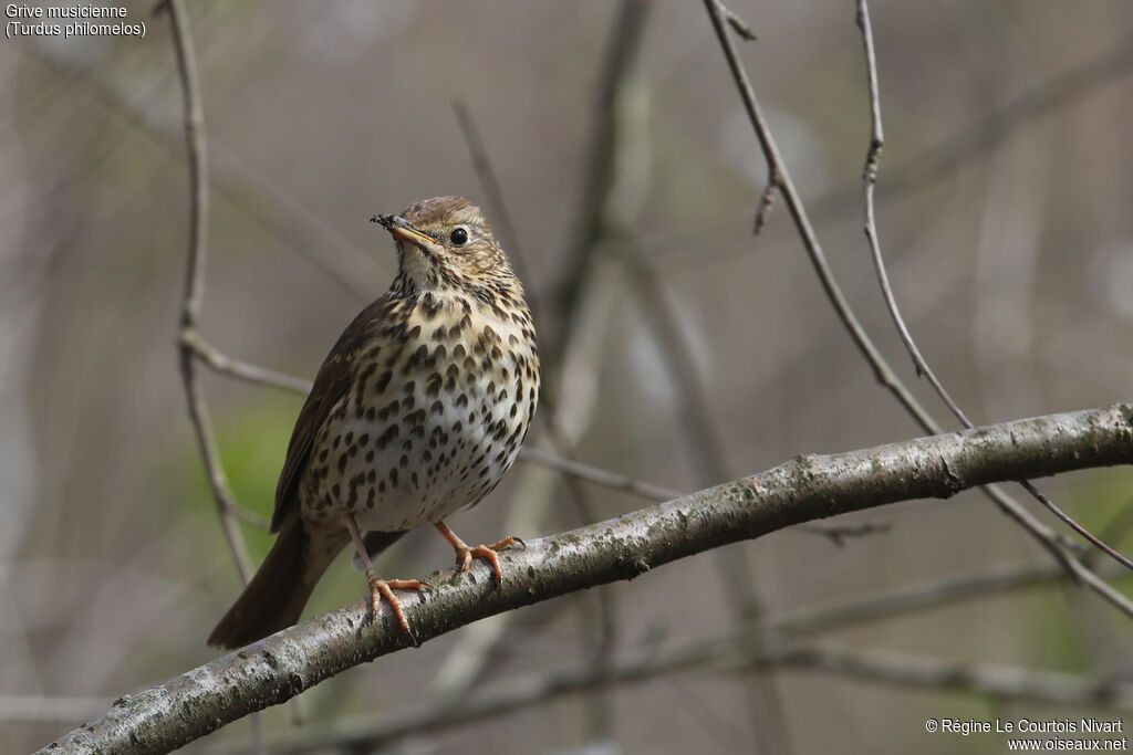 Song Thrush