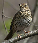 Song Thrush