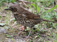 Song Thrush