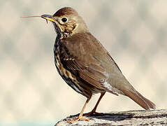 Song Thrush