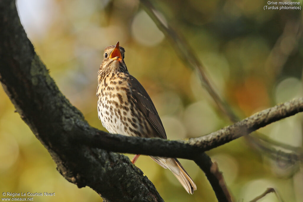 Song Thrush, song