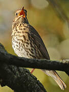 Song Thrush