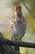 Song Thrush