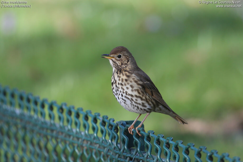 Song Thrush