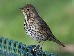 Song Thrush