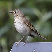 Hermit Thrush