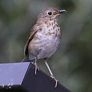 Hermit Thrush