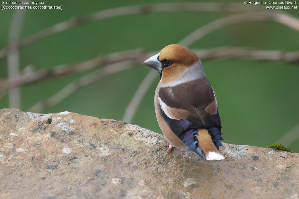 Grosbec casse-noyaux