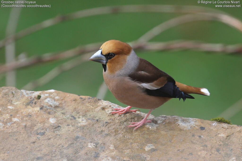 Grosbec casse-noyaux