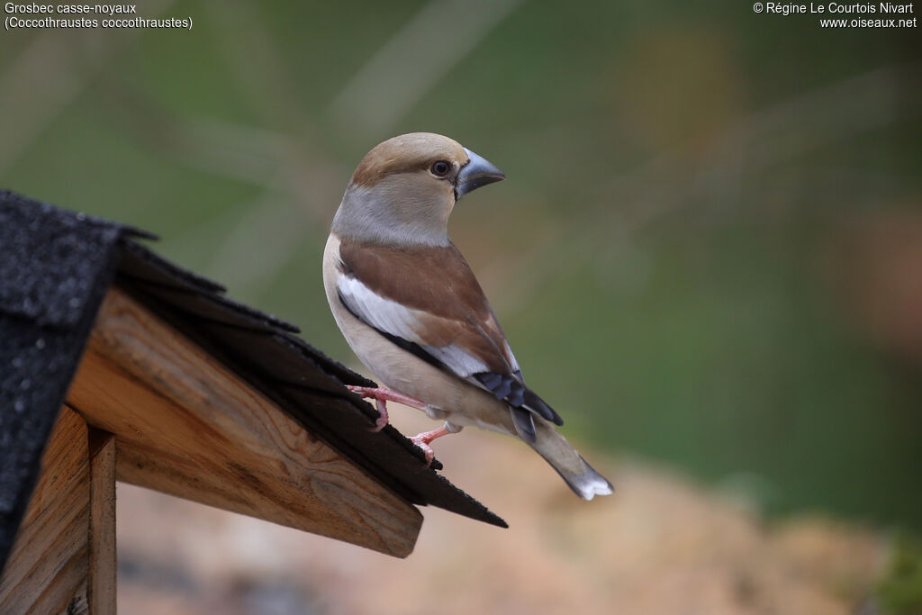 Grosbec casse-noyaux