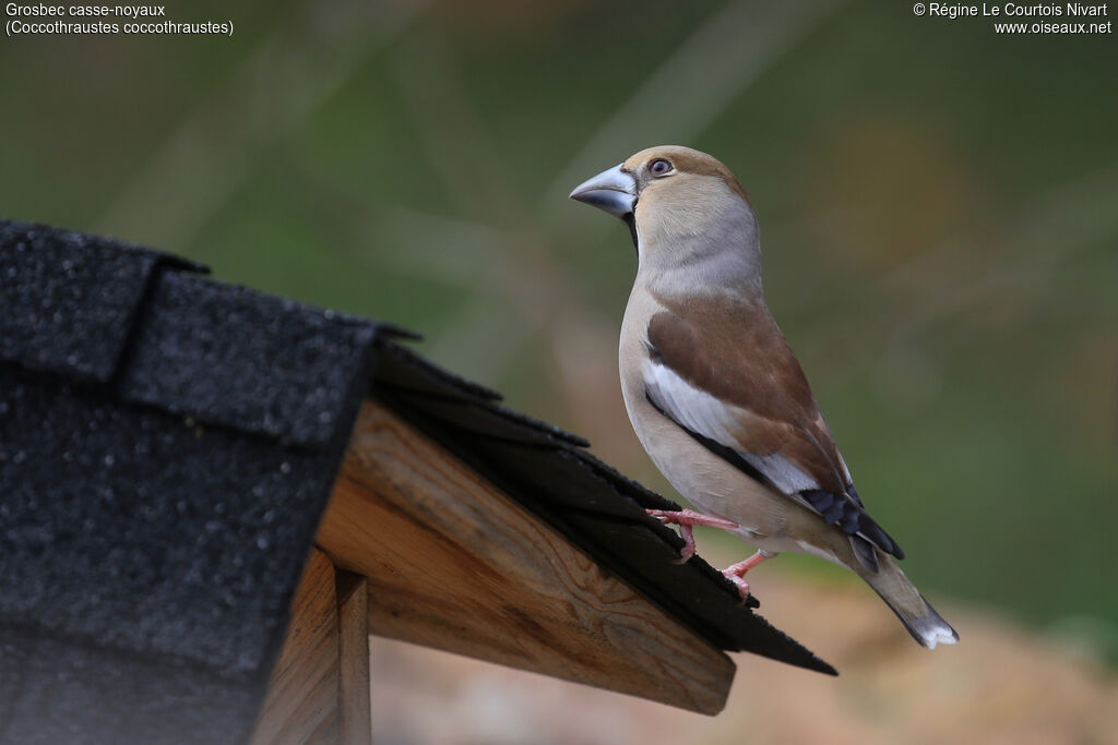 Grosbec casse-noyaux