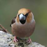 Grosbec casse-noyaux