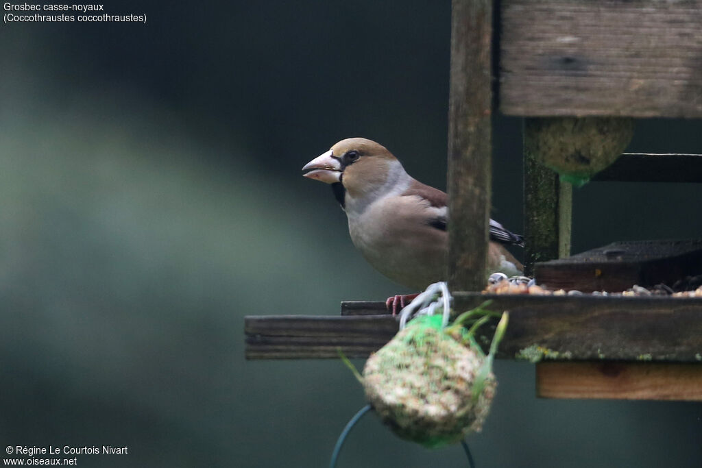 Hawfinch female adult, eats