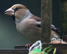 Hawfinch