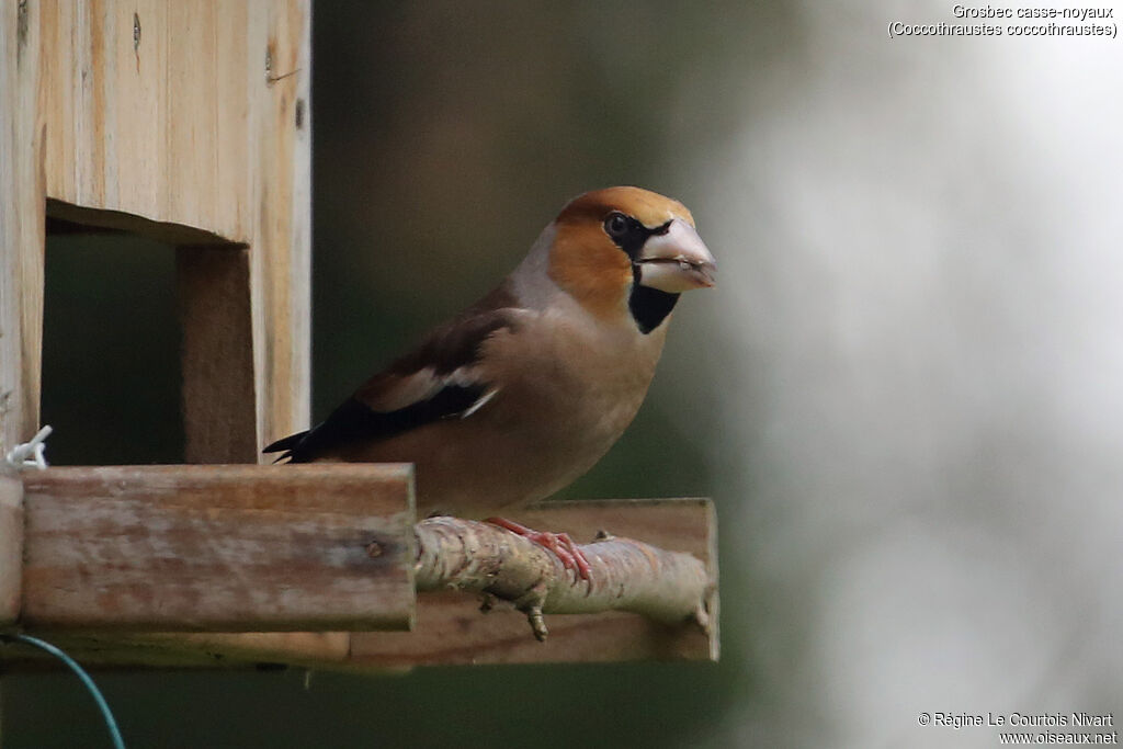 Hawfinch