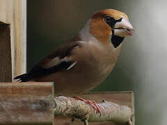 Hawfinch