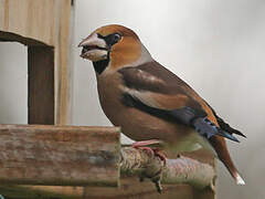 Hawfinch