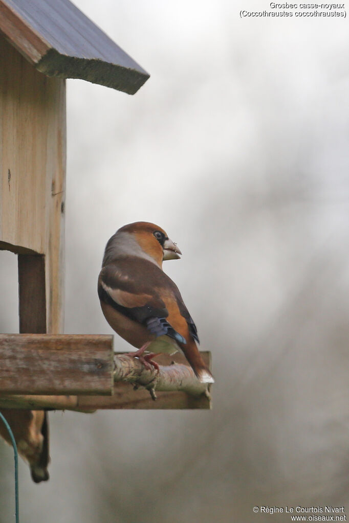 Hawfinch