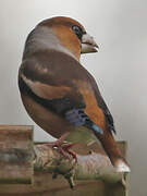 Hawfinch