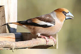 Hawfinch