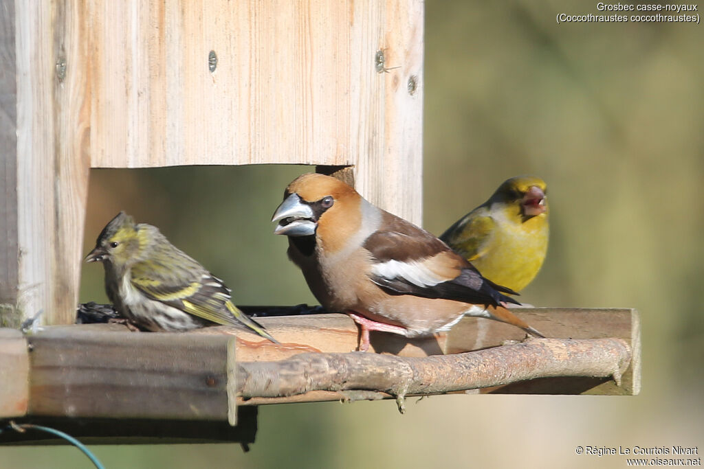 Hawfinch