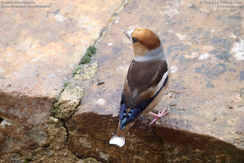 Grosbec casse-noyaux