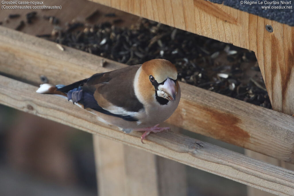 Grosbec casse-noyaux