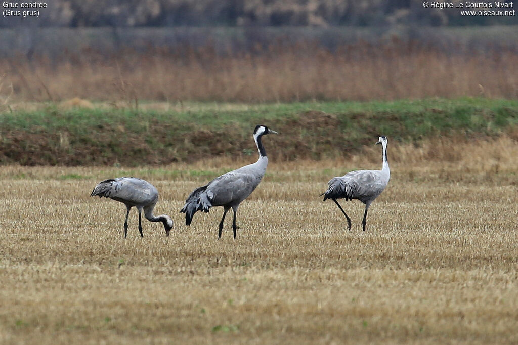 Common Crane