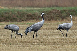 Common Crane