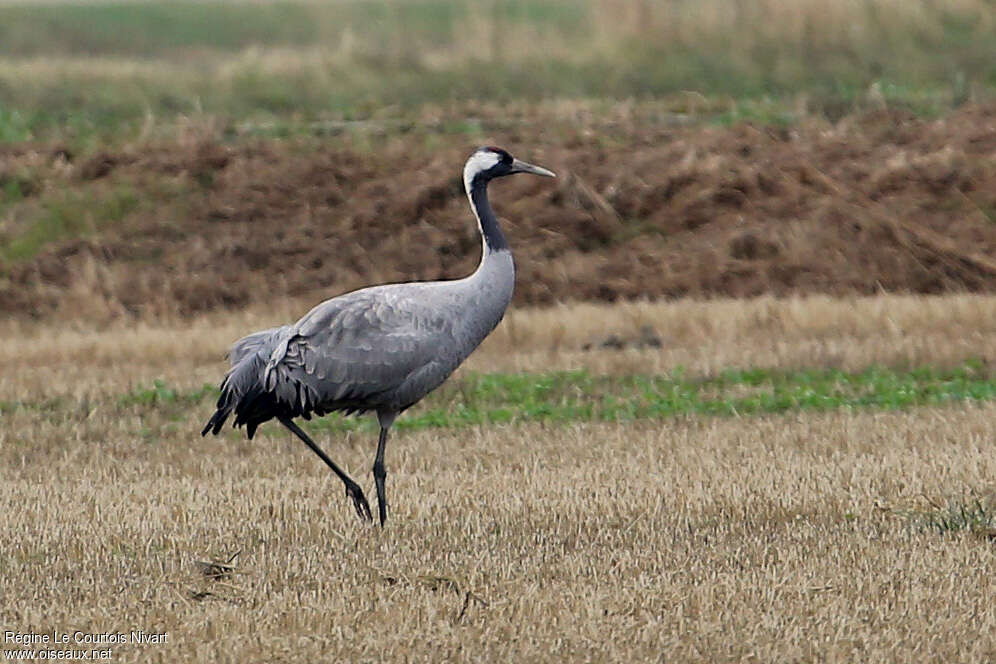 Common Crane