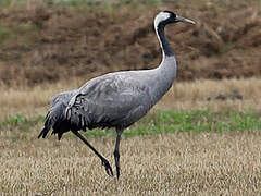 Common Crane