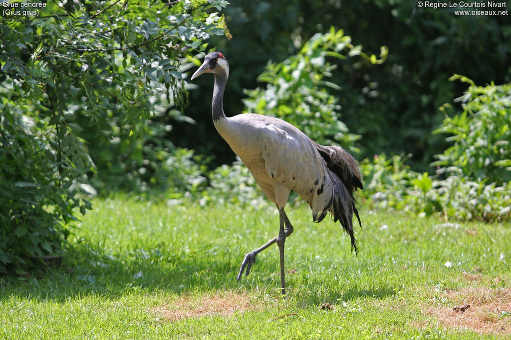 Grue cendrée