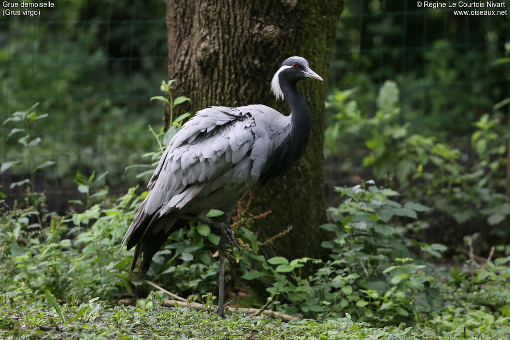 Demoiselle Crane