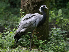 Demoiselle Crane