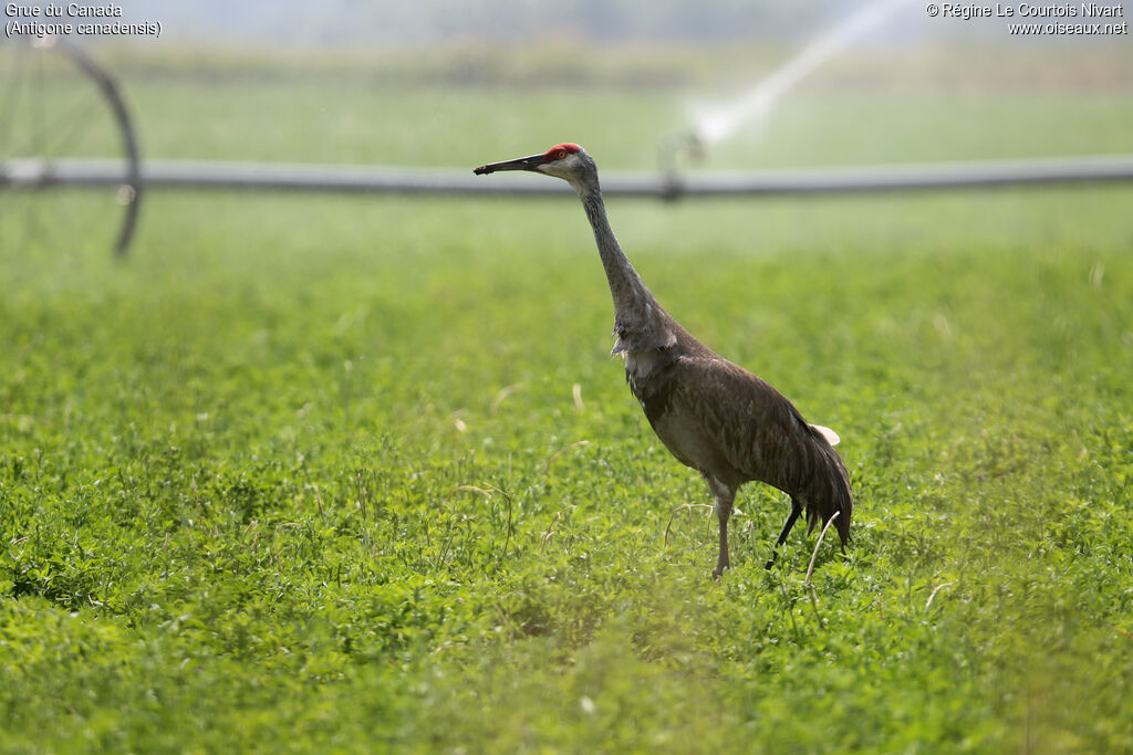 Sandhill Crane