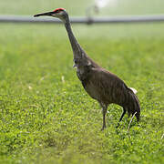 Sandhill Crane