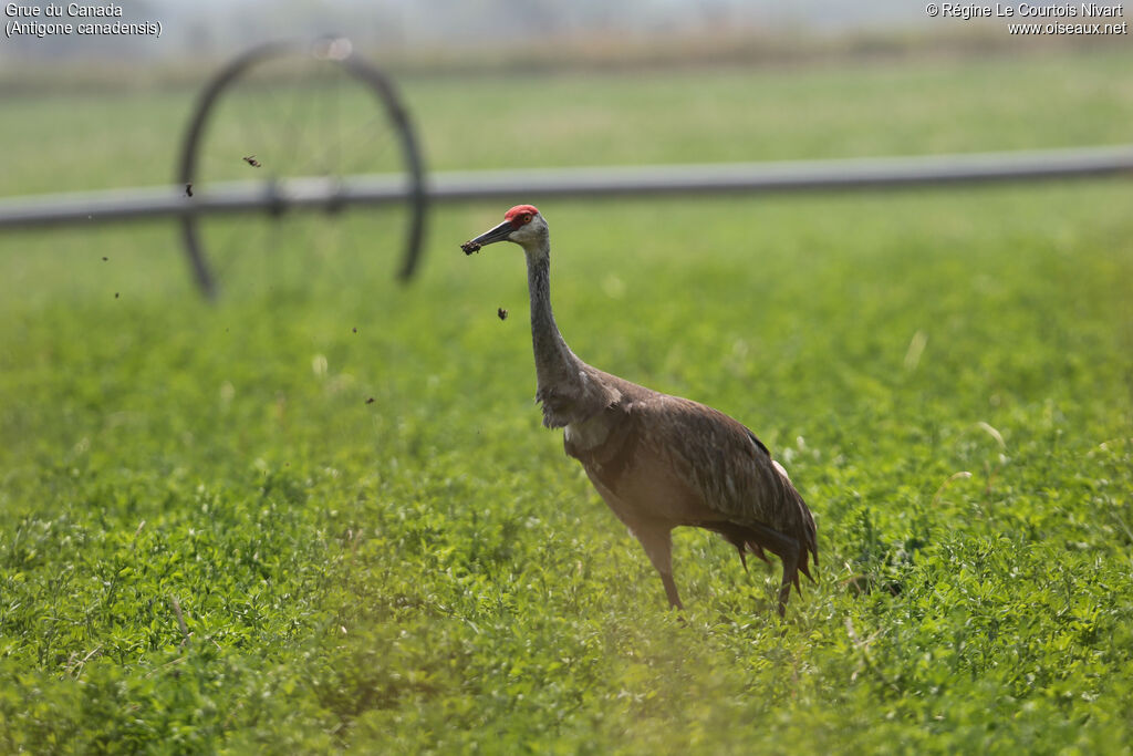 Sandhill Crane