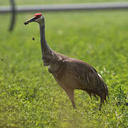 Sandhill Crane