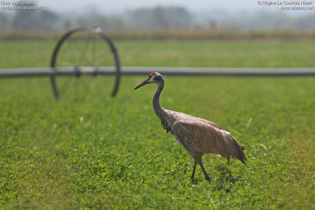 Sandhill Crane