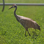 Sandhill Crane