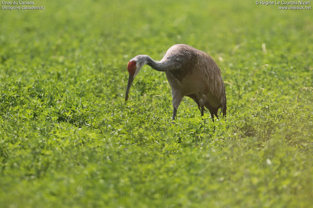 Sandhill Crane