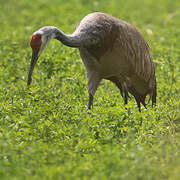 Sandhill Crane