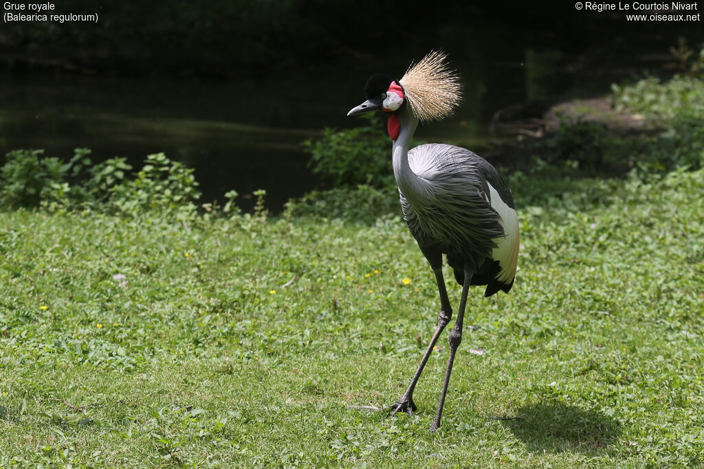 Grey Crowned Crane